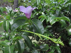 Cryptostegia grandiflora