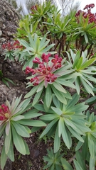 Euphorbia atropurpurea image