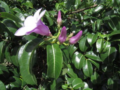 Cryptostegia grandiflora