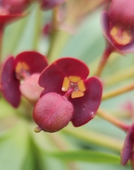 Euphorbia atropurpurea image