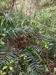 Zamia pumila