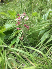 Zaluzianskya microsiphon