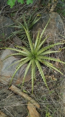 Encholirium spectabile