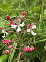 Zaluzianskya microsiphon