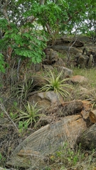 Encholirium spectabile