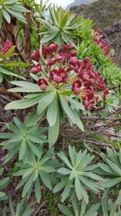 Euphorbia atropurpurea image