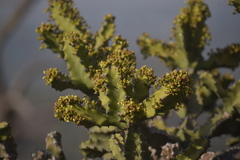 Euphorbia tortilis