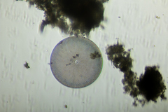 Coscinodiscales