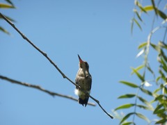 Chlorostilbon lucidus