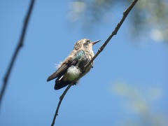 Chlorostilbon lucidus