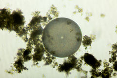 Coscinodiscales