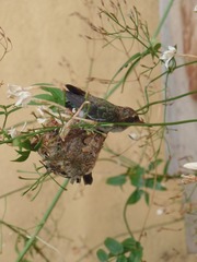 Chlorostilbon lucidus