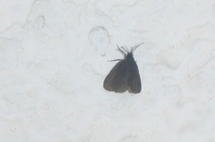Ptilocephala plumifera