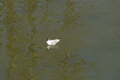 Chroicocephalus ridibundus