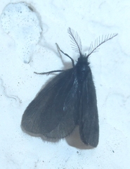 Ptilocephala plumifera