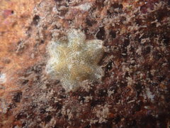 Aquilonastra anomala