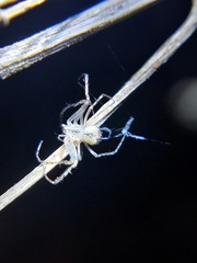 Mimetoidea