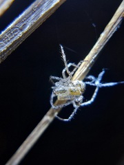 Mimetoidea