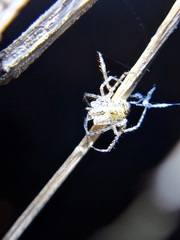 Mimetoidea