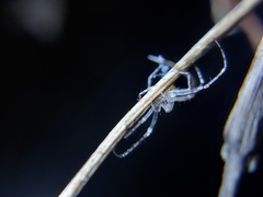 Mimetoidea
