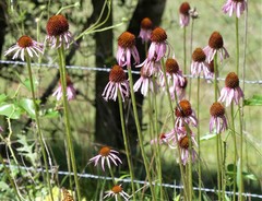 Echinacea atrorubens
