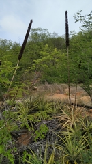 Encholirium spectabile