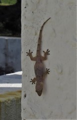 Hemidactylus mabouia