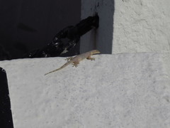Hemidactylus mabouia
