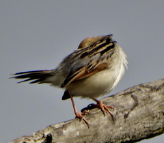 Cisticola galactotes galactotes
