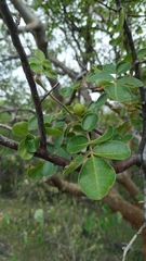 Commiphora leptophloeos