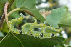 Pristiphora testacea