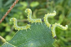 Pristiphora testacea