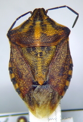 Carpocoris purpureipennis