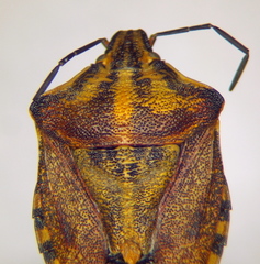 Carpocoris purpureipennis