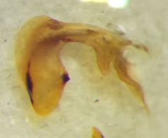 Carpocoris purpureipennis