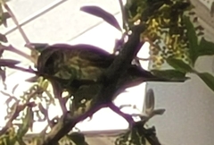 Setophaga palmarum image