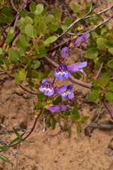 Penstemon laevis