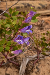 Penstemon laevis