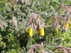 Onosma frutescens