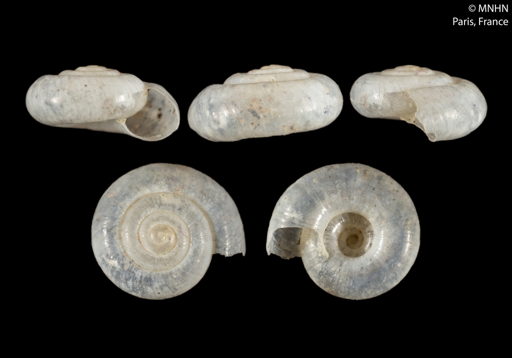 Scolodonta