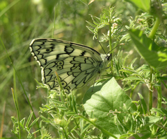 Melanargia russiae