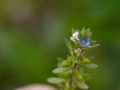 Veronica arvensis