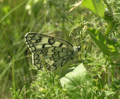 Melanargia russiae