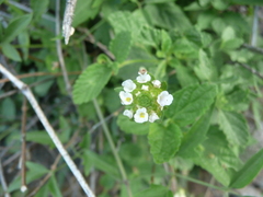 Lantana grisebachii