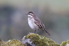 Cinclodes albidiventris