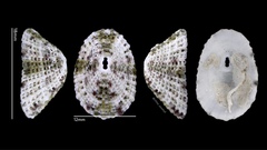 Diodora quadriradiata