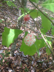 Callirhytis seminator