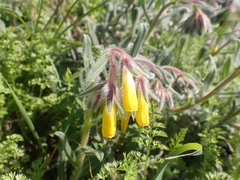 Onosma frutescens