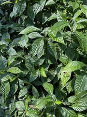 Image of Psychotria nervosa