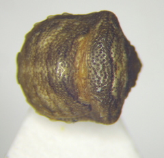 Vilpianus galii